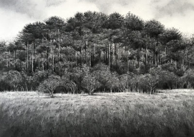 Copse by Sorca O'Farrell